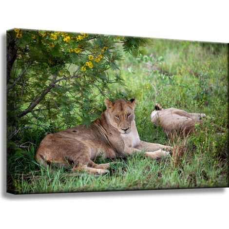 Leinwanddruck Tiere Löwinnen 60x40 cm