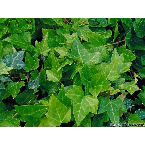 1 PIANTA DI HEDERA HELIX SHAMROCK IN VASO 10CM
