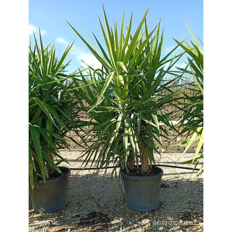 YUCCA ELEPHANTIPES MULTITRONC 55