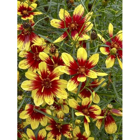 Coréopsis à feuilles en aiguilles 'Bengal Tiger' Godet de 8/9 cm (1/2)