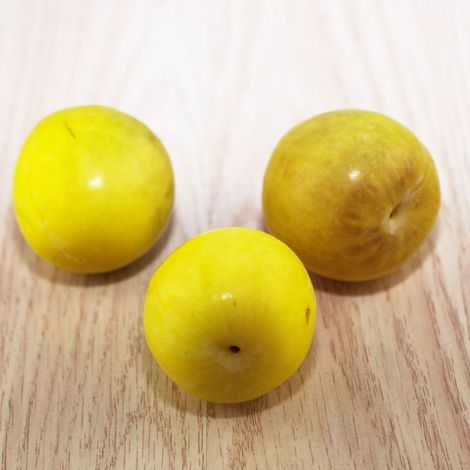 Prunier Mirabelle de Metz/Pot de 12L - Gobelet 3 ans (1/4)