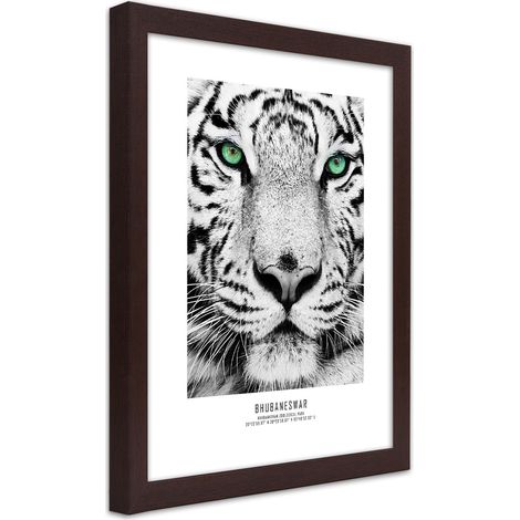 Quadro con cornice, Tigre bianca - 40x60 (1/5)