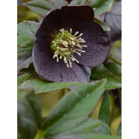 Hellébore orientale 'Slaty Blue' Pot de 2L/3L (1/4)