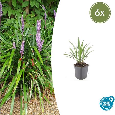 Lot de 6 Liriope muscari 'Ingwersen' Plante Couvre-sol Persistante Fleurs Violettes 10-25 cm Ø 9 cm - PANGIVO (1/5)