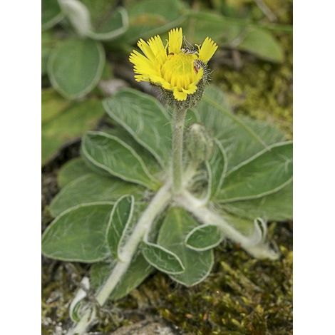 Piloselle Godet de 8/9 cm (1/4)