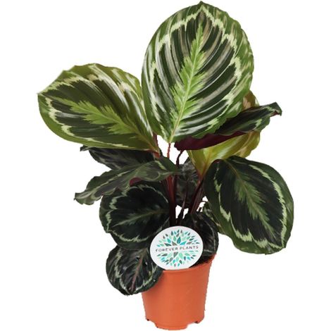 Calathea Medallion - Plante d'Intérieur Décorative - Feuillage Vert et Pourpre - Ø14 cm H45 cm - PANGIVO (1/4)