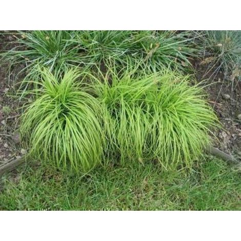 6 x Carex Caryophyllea 'The Beatles' - Laîche - pot de 9 x 9 cm