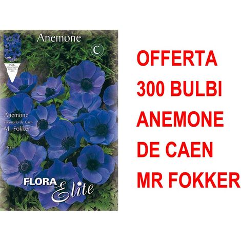 OFFERTA 300 BULBI ANEMONE CORONARIA MR. FOKKER BULBS BULBES