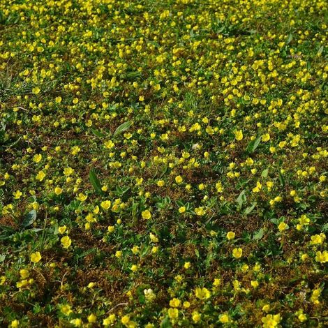 Faux fraisier jaune, Walsdteinia/Godet - 5/20 cm (1/2)