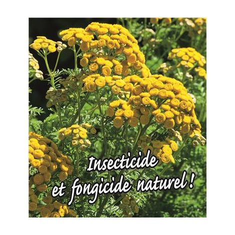 Tanaisie – Plante vivace à fleurs jaunes – Période de semis : printemps – Exposition : ensoleillée – Propriétés digestives et vermifuges – Fabre Graines