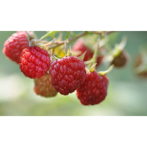 Lampone Rubus Ideaus vaso 18cm