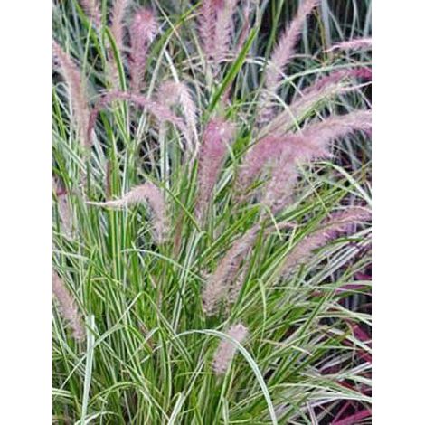 Herbe aux écouvillons 'Skyrocket'® Pot de 1L/1,5L (1/2)