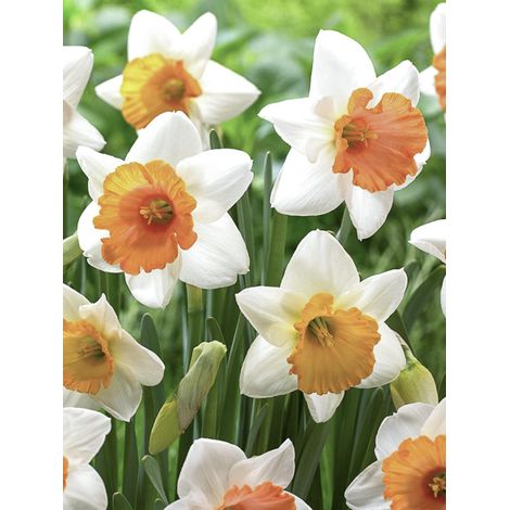 Narcisse 'Chromacolor' Bulbe calibre 14/16 (par 10) (1/2)