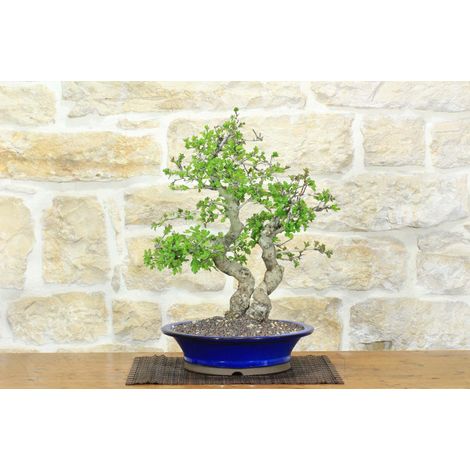 Bonsai di Biancospino (34) (1/5)