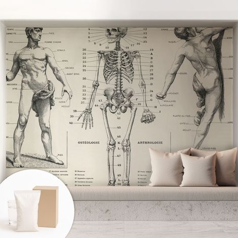 Papier peint avec colle pour décoration moderne de salon chambre à coucher cuisine et bureau Facile Anatomie classique 208x146 cm (1/5)