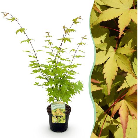 Érable Japonais Acer palmatum Summergold - Feuillage Jaune d'Or - Pot 19 cm Hauteur 70 cm - PANGIVO (1/5)