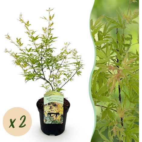 Érable du Japon Acer palmatum Methamorphosa - Lot de 2 Plantes de Terrasse - Vert - Pot 19cm H70cm - PANGIVO (1/5)