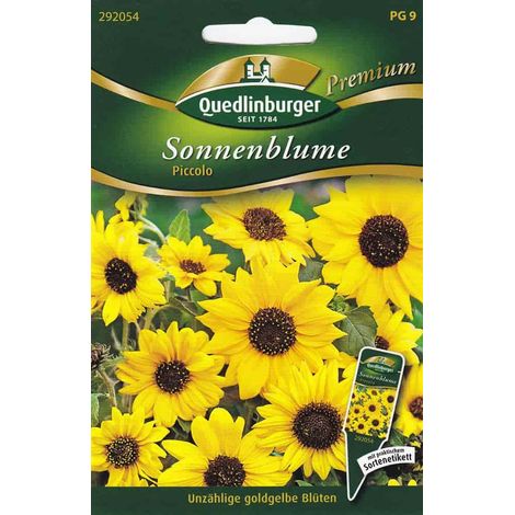 Quedlinburger Sonnenblume Piccolo - Blumensamen (1/2)