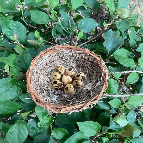 Hand-woven bird nests for breeding swallows, straw-woven bird nests, outdoor garden decorations and crafts (1/5)