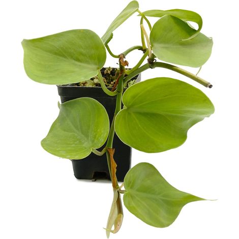 Philodendron scandens - collana di cuori - vaso quadro 7x7x10 cm (1/2)