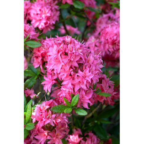 Sommergrüne Azalee 'Homebush' Rhododendron lut.'Homebush' C 5 30- 40 (1/5)