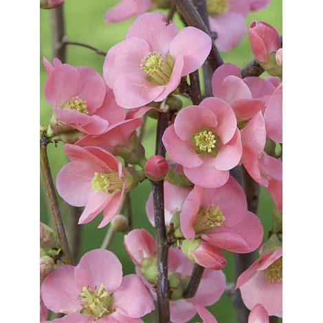 Cognassier du Japon 'Eximia' Pot de 4L/5L (1/2)