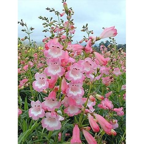 Galane 'Apple Blossom' Godet de 8/9 cm (1/3)