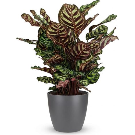 Calathea Makoyana Plante Paon d'Intérieur Décorative avec Pot Gris Hauteur 70 cm Ø 19 cm - PANGIVO (1/5)