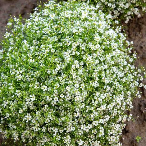Vilmorin – Gypsophile nuage blanc – Graines de fleurs à floraison abondante – Période de semis : printemps – Exposition : soleil