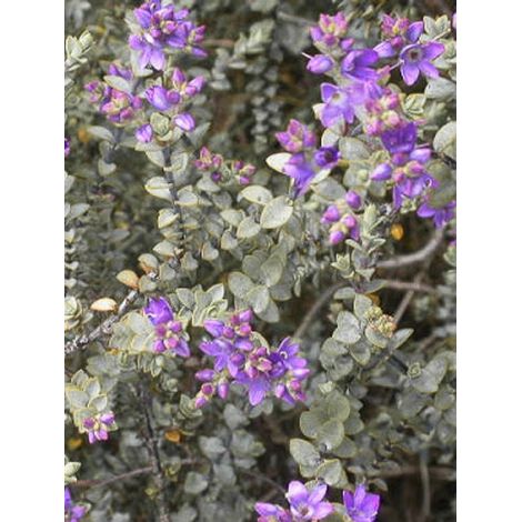 Hébé, Véronique arbustive pineleoïdes 'Quicksilver' Godet de 8/9 cm (1/2)