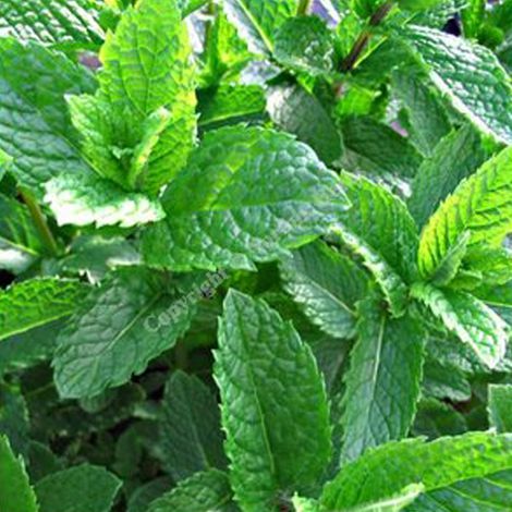 4 x Menthe verte - Mentha spicata 'Marocco' - godet 9x9 cm (1/4)