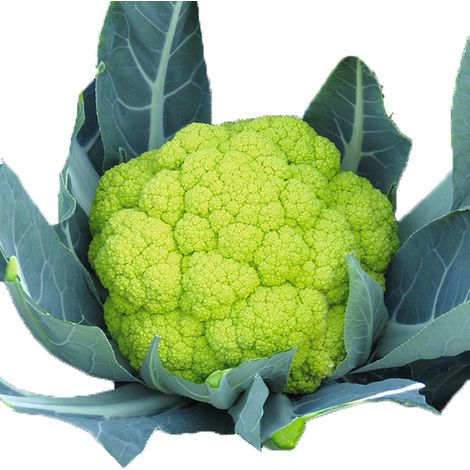 Semi di cavolfiore verde di Macerata "Natalino" piante per orto e giardino