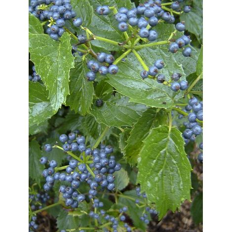 Viorne dentée 'Blue Muffin' Pot de 12L/15L (1/4)