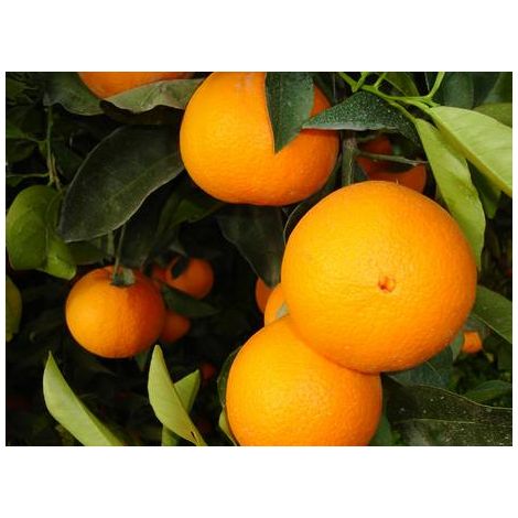 Washington orange Navel pot 24