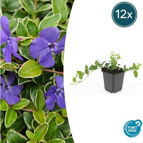 Lot de 12 Pervenches Vinca minor 'Ralph Shugert' Couvre-sol Persistant Fleurs Lavande 10-25 cm Ø 9 cm - PANGIVO (1/5)