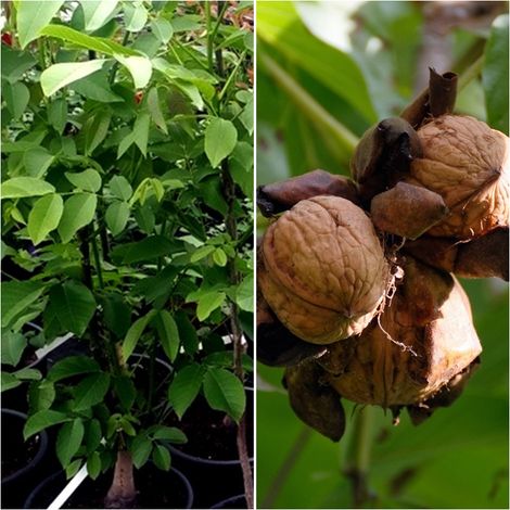 Planta de Nogal de Fruto Nuez. Juglans Regia. 150 Cm