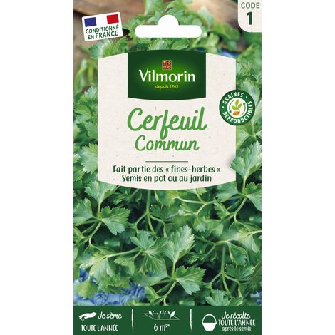 Cerfeuil Commun Vilmorin