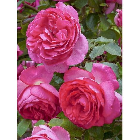 Rosier grimpant 'Cyclamen Pierre de Ronsard' – Fleurs roses parfumées – Hauteur 275 cm – Pot de 4L/5L – Rusticité jusqu'à -23°C (1/4)