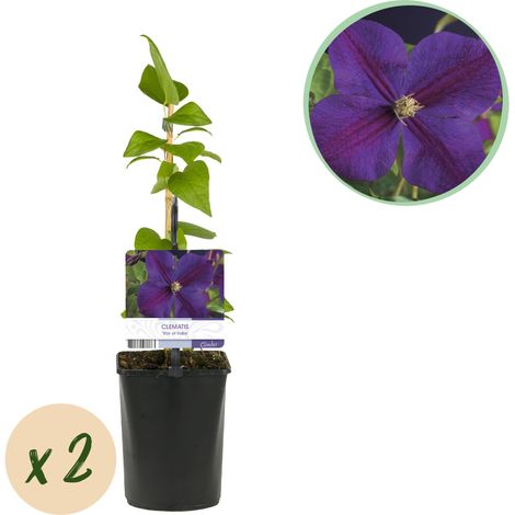 Lot de 2 Clématites Star of India - Plante Grimpante Fleurs Bleu Profond - Pot 11cm Hauteur 40cm - PANGIVO (1/4)