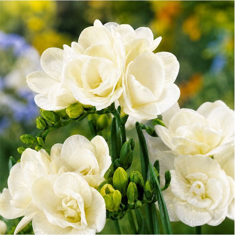 Freesias doubles blancs Sgaravatti 10 bulbes, floraison printanière élégante idéale en massif et bouquet - 802492 (1/3)