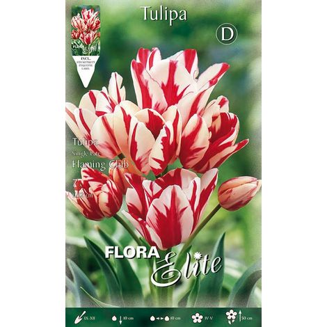 TULIPANO MULTIFIORI FLAMING CLUB CONFEZIONE DA 7 BULBI AUTUNNALI BULBS BULBES