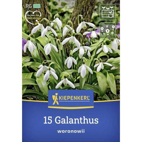 Kiepenkerl Herbstblumenzwiebel Schneeglöckchen 15 Stück (1/2)