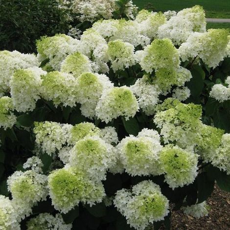 Hortensia paniculé ® 'Polar Bear' - 40-50 cm pot