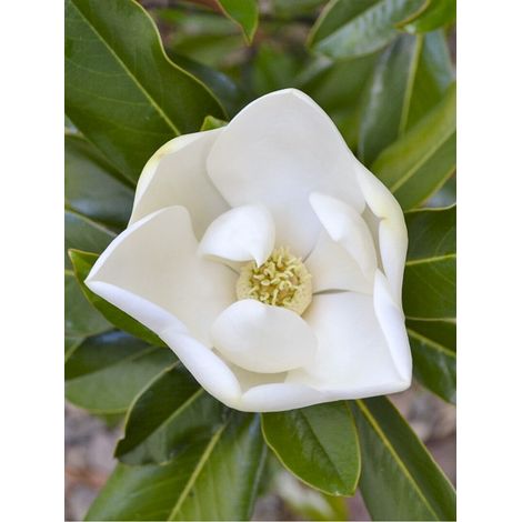 Laurier-tulipier 'Kay Parris' Pot de 4L/5L (1/2)
