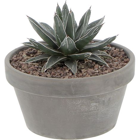 Agave Victoriae Reginae - H 10-15 cm Vaso in Terracotta Ø 17 cm (1/4)