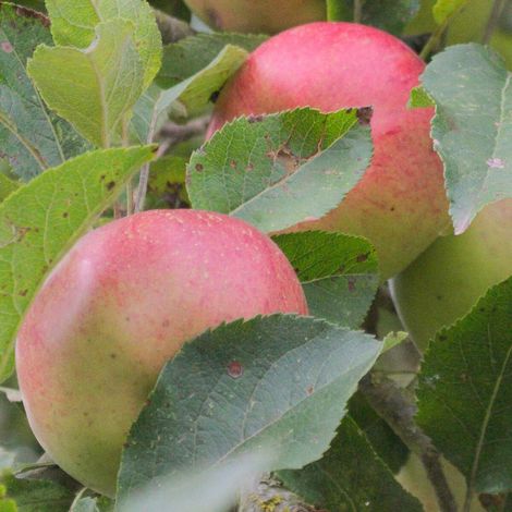 Pommier Calville Rouge/Pot de 10L - Gobelet 2 ans - 120/150 cm (1/5)