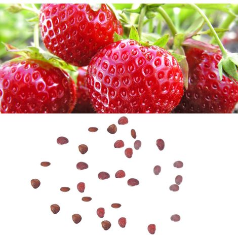 Fruits du jardin, gros fruits, graines de fraisiers bio, 100 graines, plant de fraisier géant comestible (1/5)