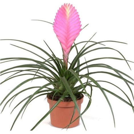 Planta Natural Tillandsia en Maceta M9