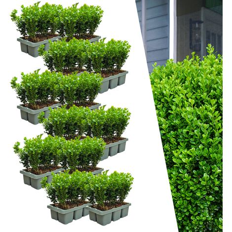Buis Buxus NewGen Freedom Lot de 72 Arbustes Persistants Résistants Maladies et Pyrale 15 cm Ø7 cm - PANGIVO (1/5)