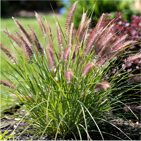 Gardenaria Pennisetum alopecuroides 'Foxtrot' - Graminacea ornamentale da esterno - Altezza: Vaso 19 (1/4)